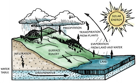 An illustration of the water cycle, featuring precipitation, infiltration, surface runoff, groundwater flow, transpiration from plants, and evaporation from land and water