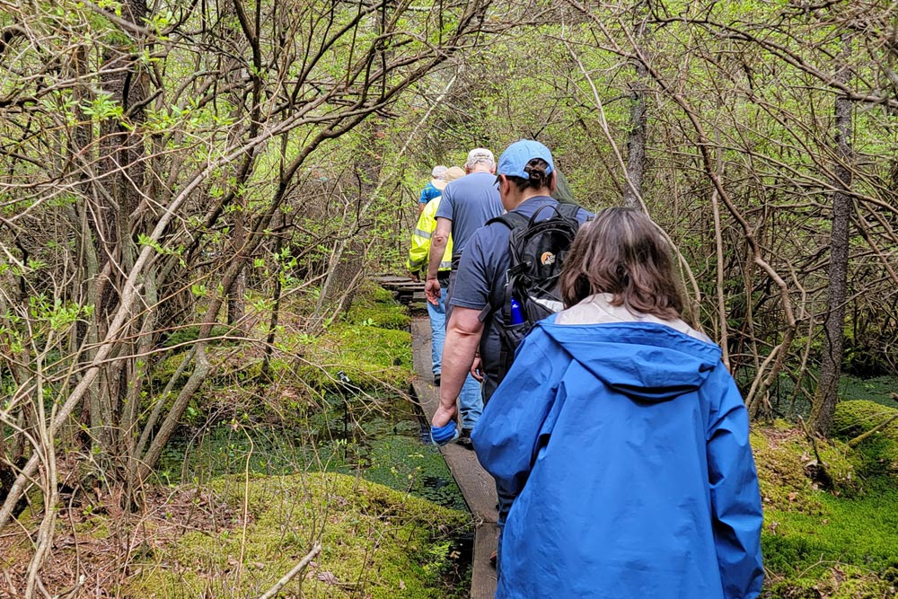 A group of people walk single file along a boardwalk through a wetland with dense vegetation overhead