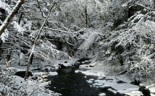 A forested stream in winter with snow on the water and trees