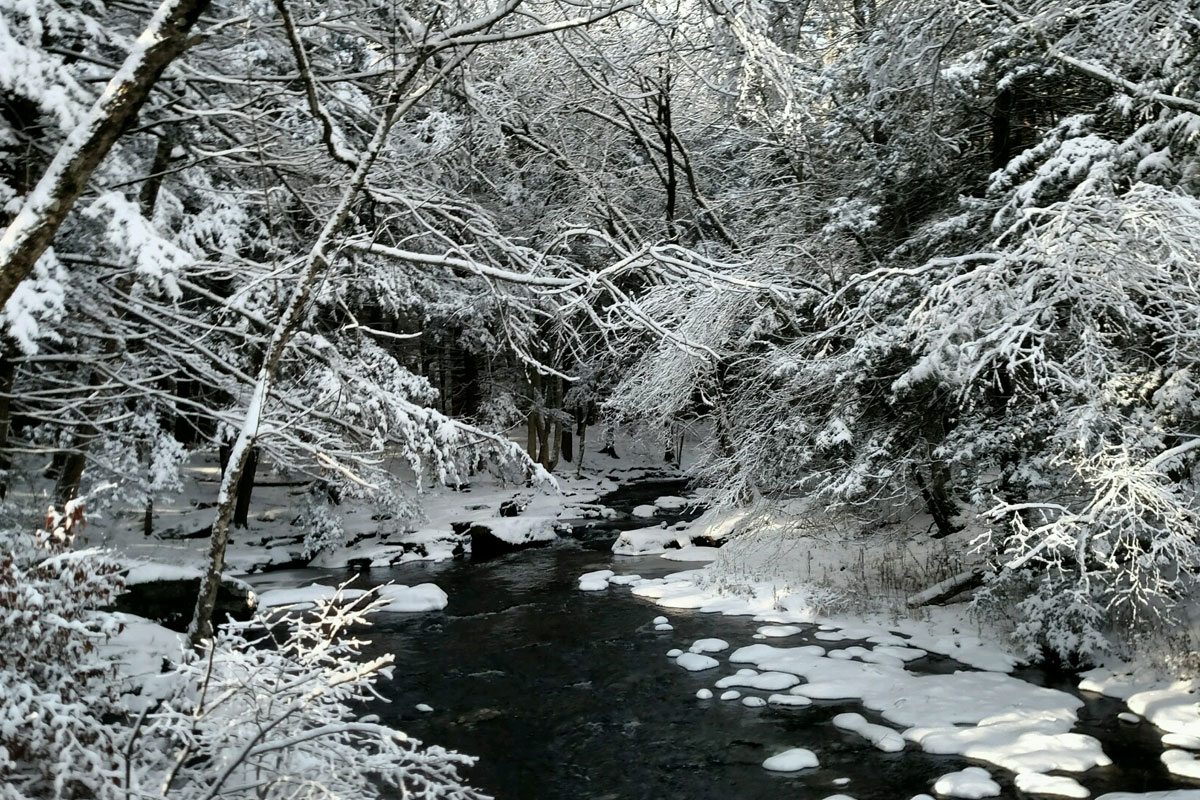 A forested stream in winter with snow on the water and trees