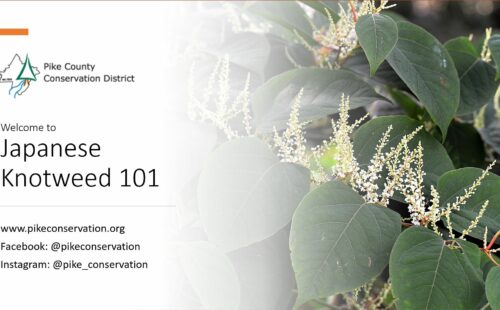 Opening slide for the Knotweed webinar, shows a picture of knotweed and the title of the program