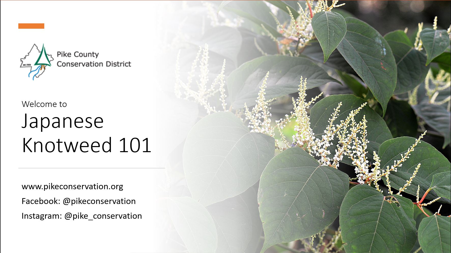 Opening slide for the Knotweed webinar, shows a picture of knotweed and the title of the program
