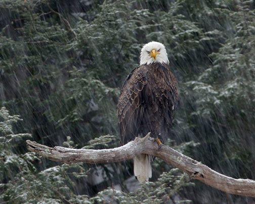 A bald eagle perched on a tree branch in the rain