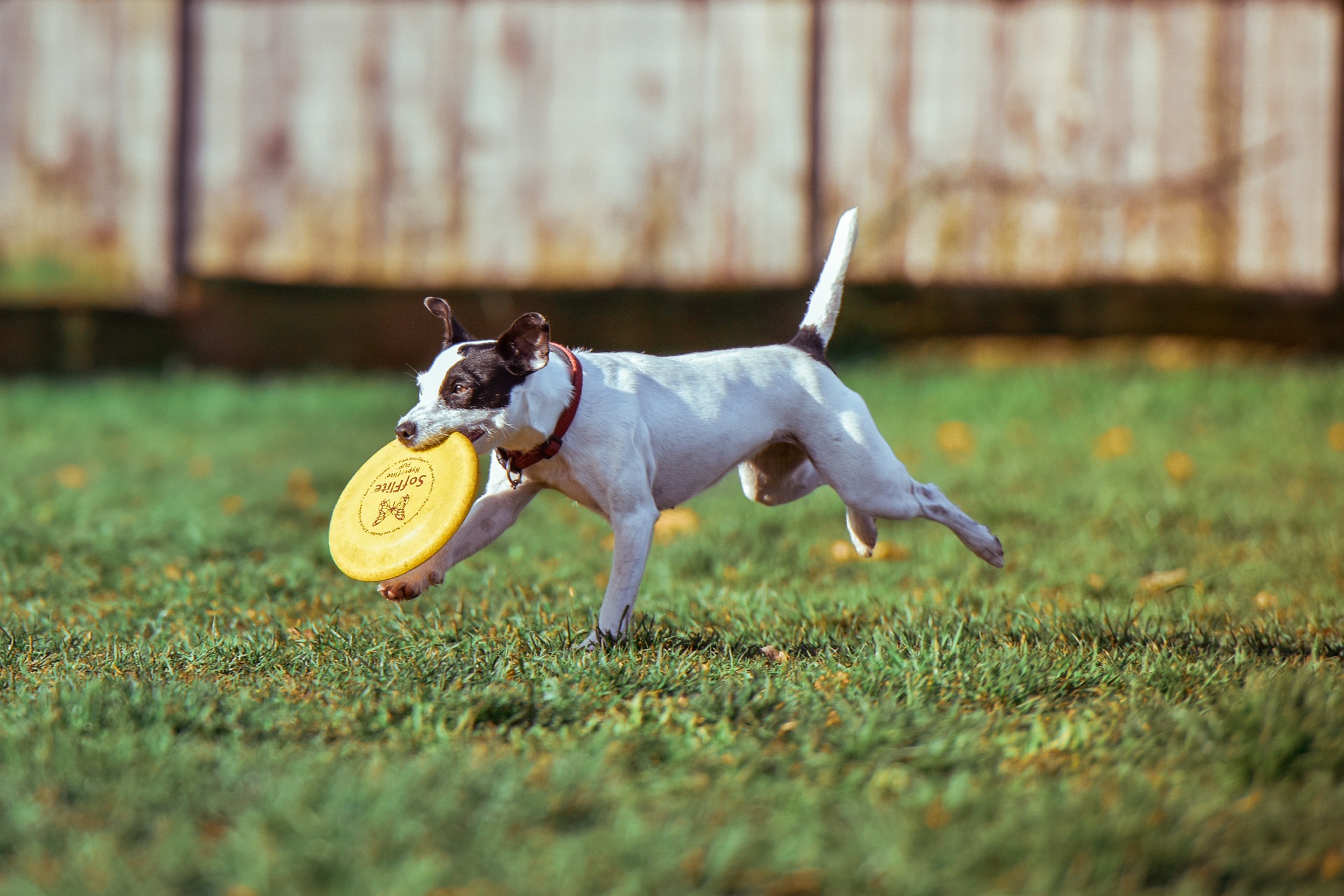 Small dog running through a yard with a frisbee in it's mouth