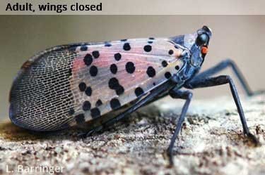 Adult Spotted Lanternfly on a log