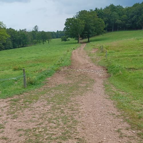 A dirt road running through an agricultural field towards a forested area
