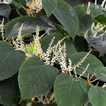 Japanese knotweed closeup, oval green leaves with long white flowers