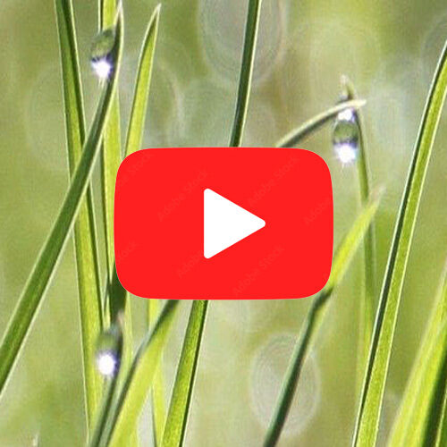 dew on grass with video play button