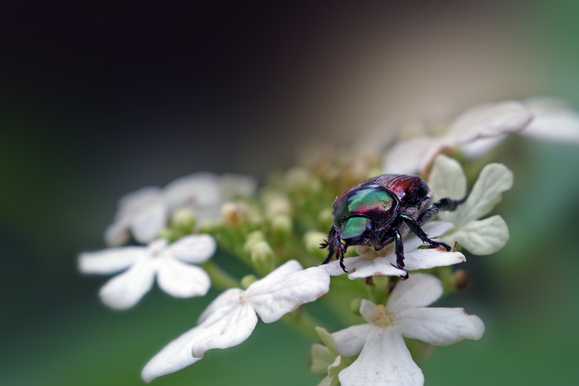 A closeup of a Japanese beetle on a flower