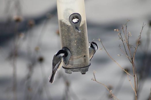 A hanging bird feeder with two birds feeding
