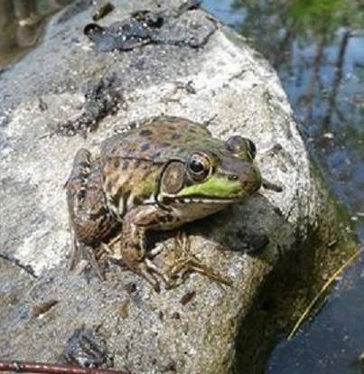 A green and brown frog on a rock