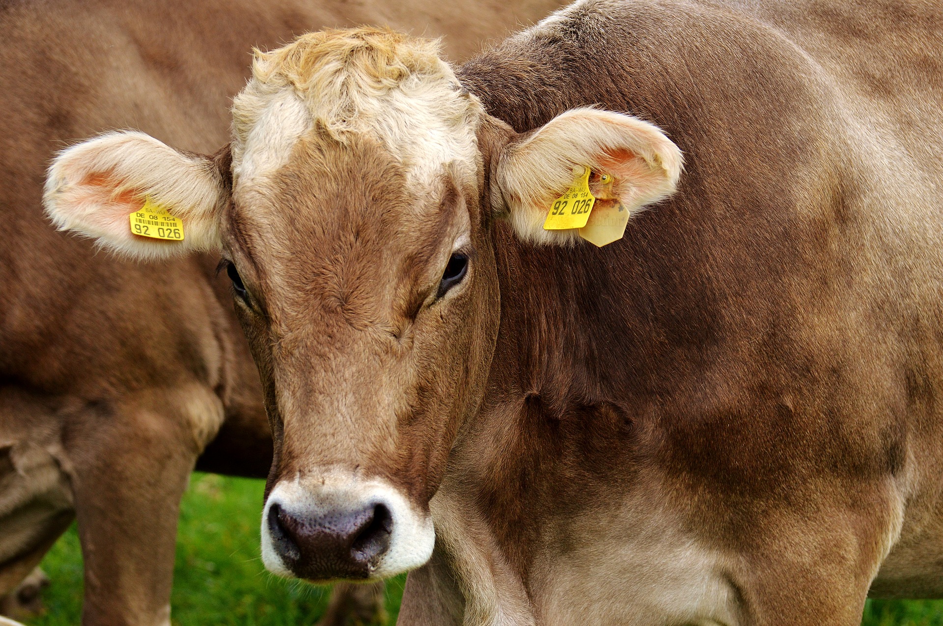 A closeup of a brown cow's face