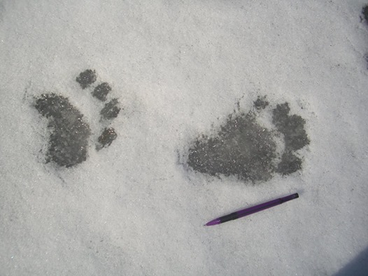 Bear tracks in the snow with a pencil for scale