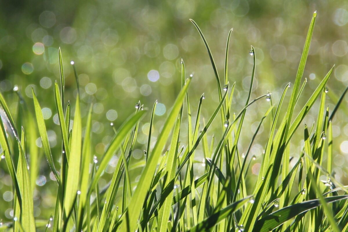 Closeup photo of blades of grass with dew