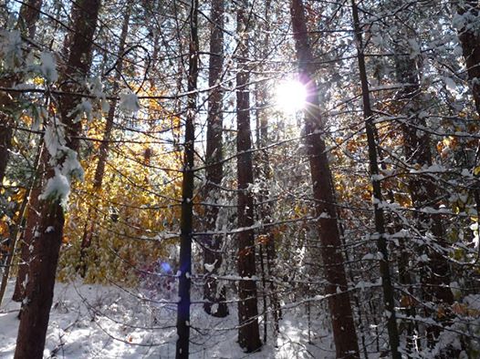 A group of trees in the snow with the sun shining