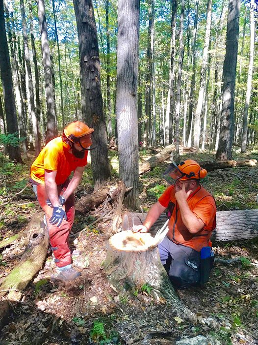 Two people kneeling at a recently cut tree stump