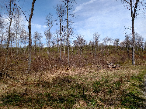 A wooded area in fall with leafless trees