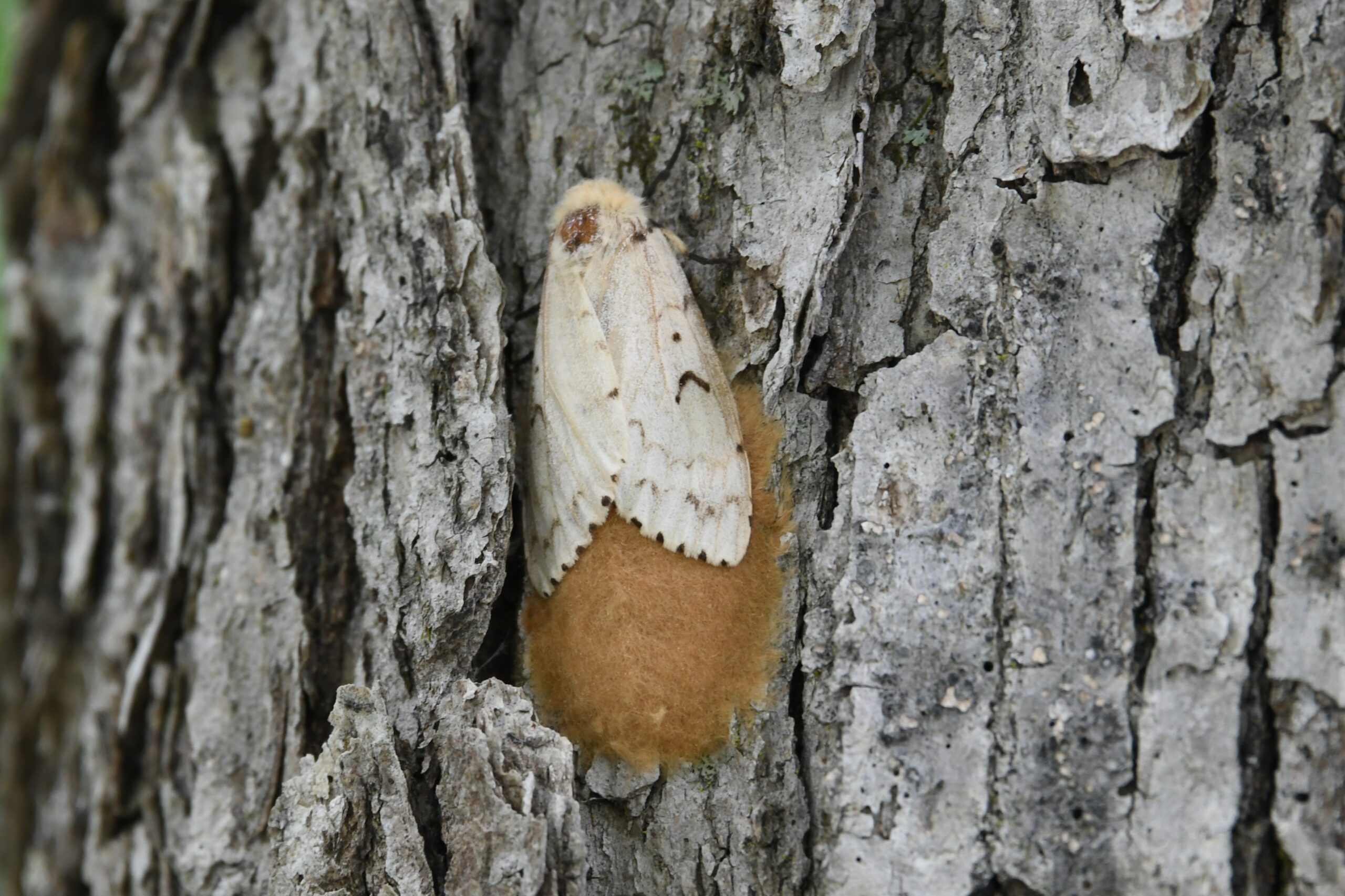 Close up of female adult spongy moth and egg mass on tree bark