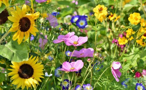 A close up of flowers in a meadow, including sunflowers and a purple flower