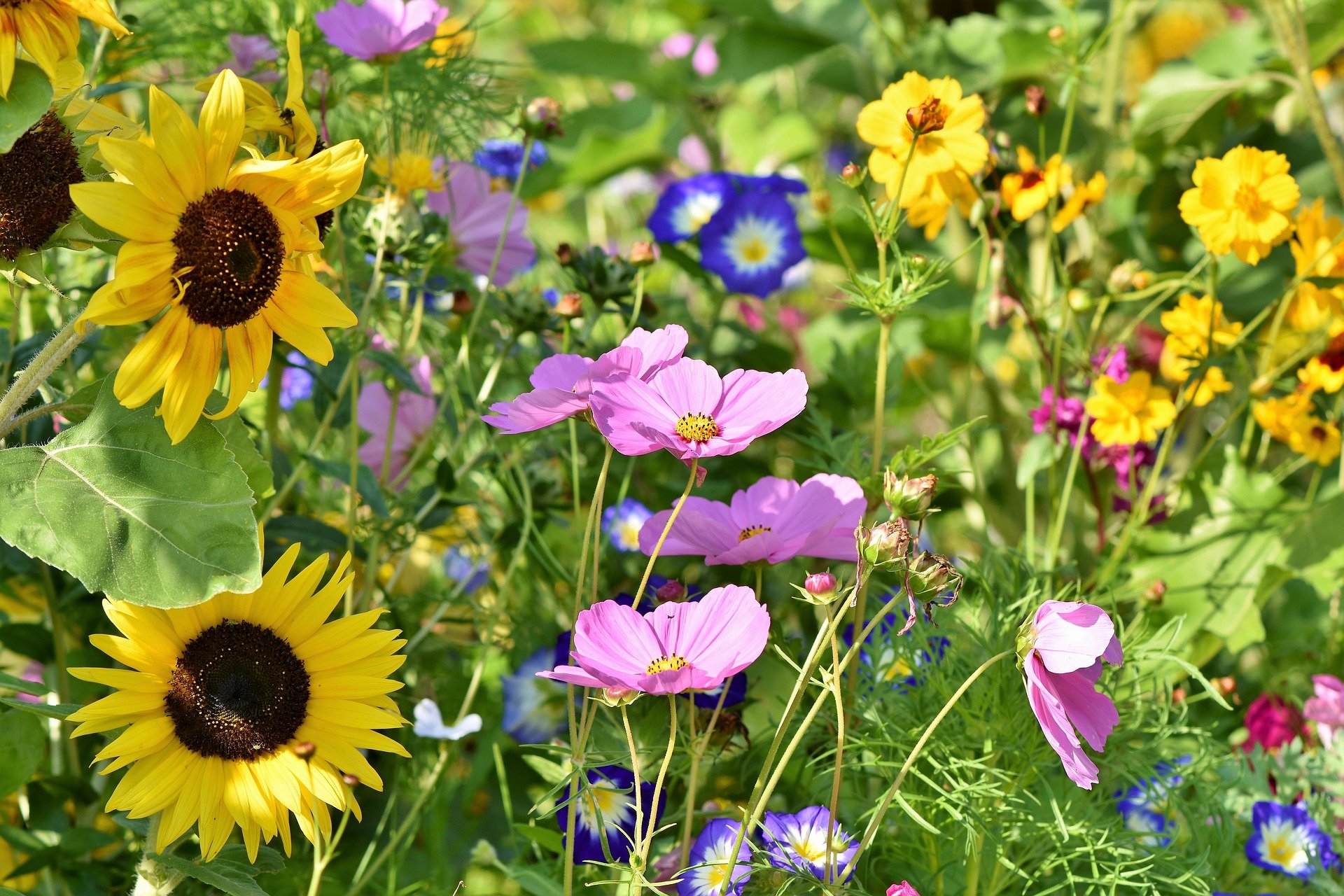 A close up of flowers in a meadow, including sunflowers and a purple flower