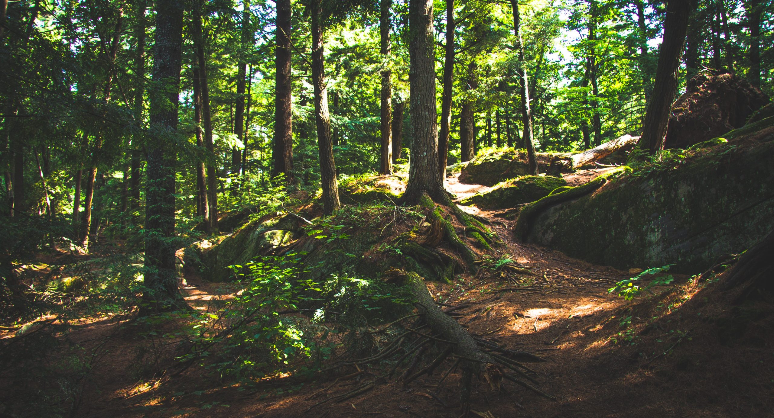 Forest landscape in summer with exposed mossy roots