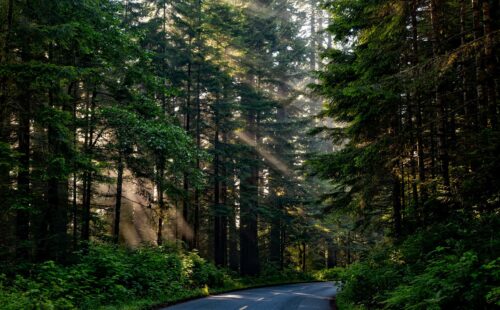 A road going through a dense forest of evergreen trees with sunlight streaming in
