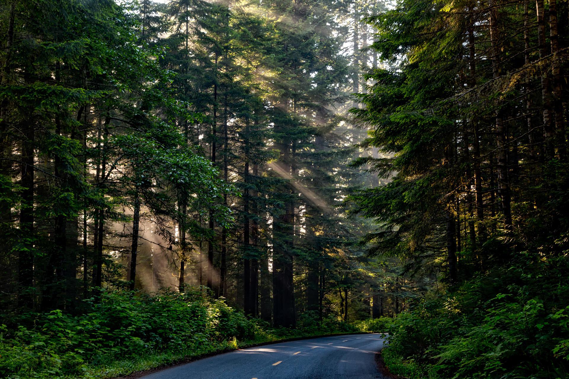 A road going through a dense forest of evergreen trees with sunlight streaming in