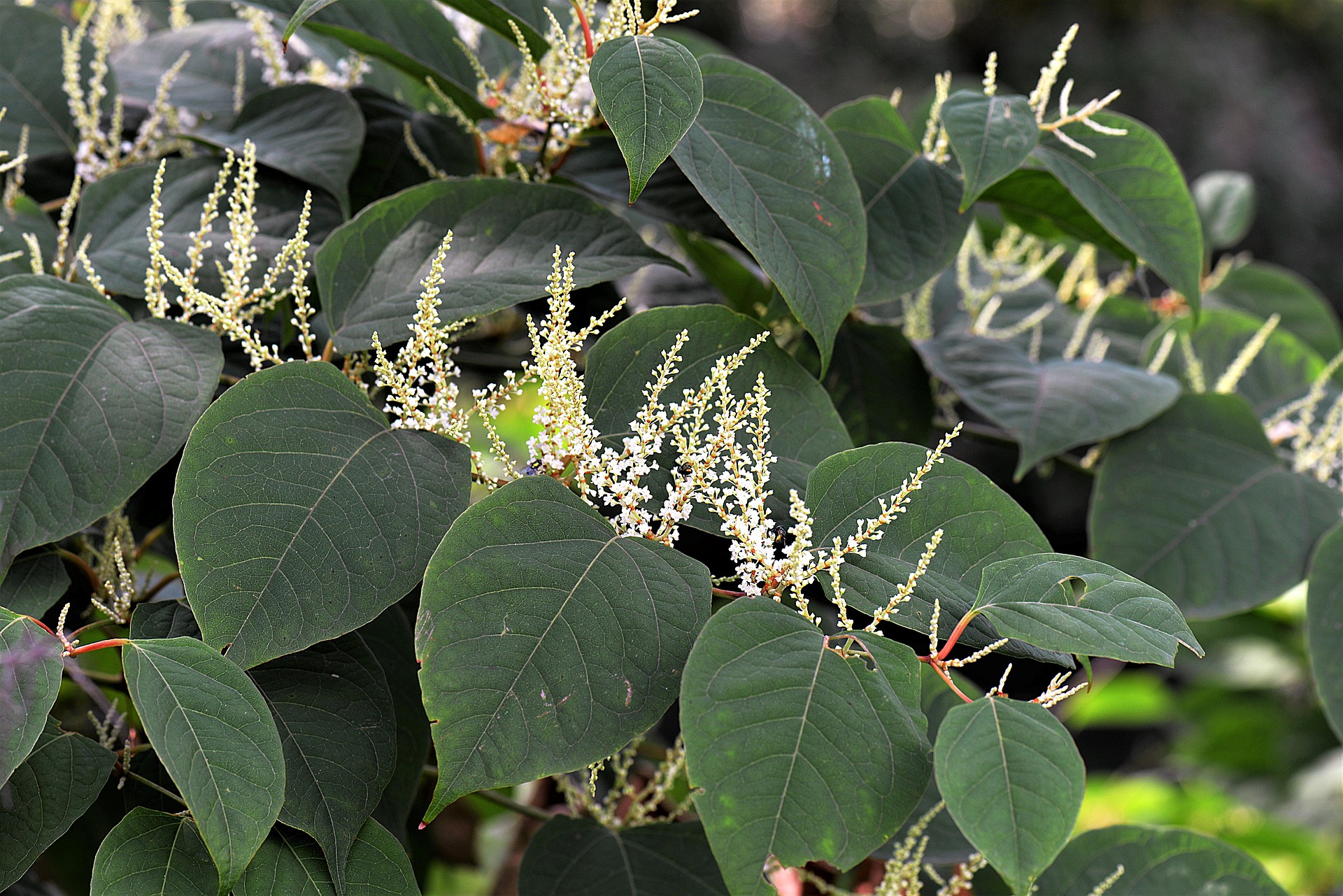 Japanese Knotweed close up, oval leaves with long white flowers that stick up