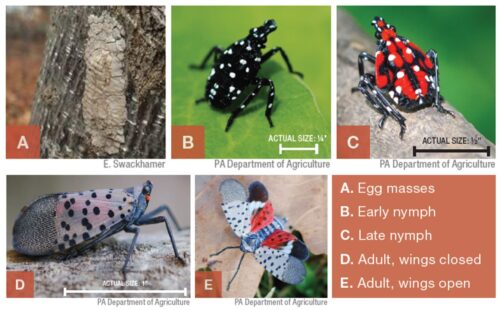 Life stages of spotted lanternfly chart, with an egg mass, early nymph, late nymph, adult with wings closed, and adult with wings open. The early nymphs are black with white spots, late nymphs are red with black stripes and white spots, and the adult has light pink wing with black spots.