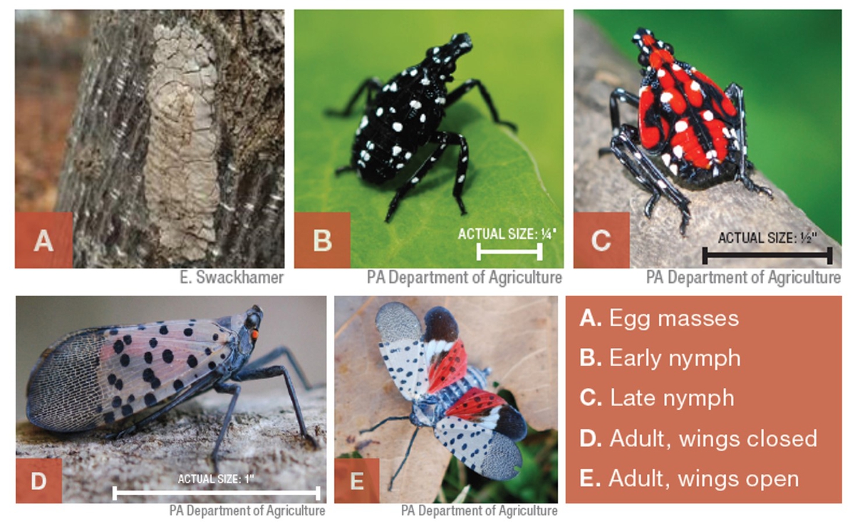 Life stages of spotted lanternfly chart, with an egg mass, early nymph, late nymph, adult with wings closed, and adult with wings open. The early nymphs are black with white spots, late nymphs are red with black stripes and white spots, and the adult has light pink wing with black spots.