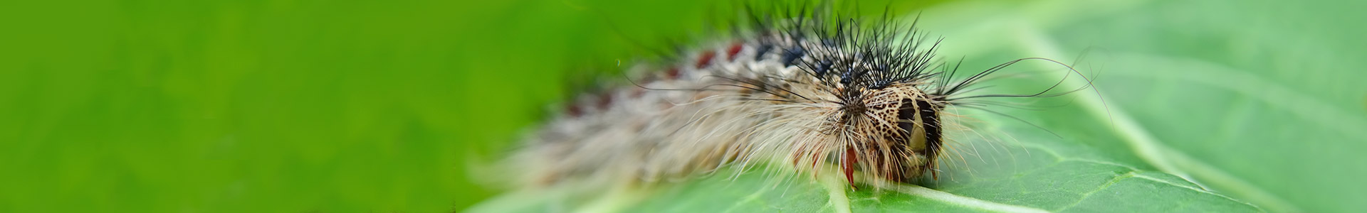 Spongy moth caterpillar on a leaf