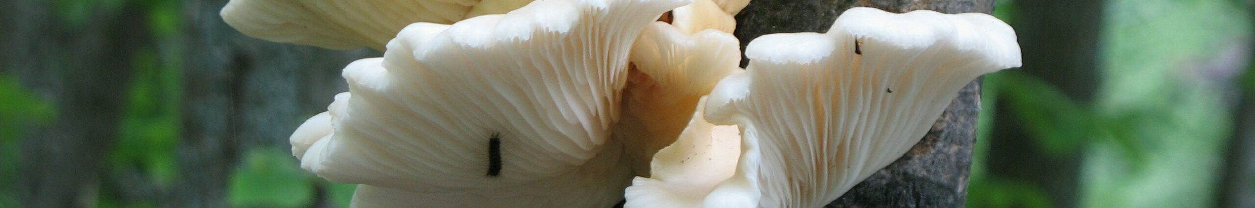 White oyster mushrooms that look almost like shelves on a tree