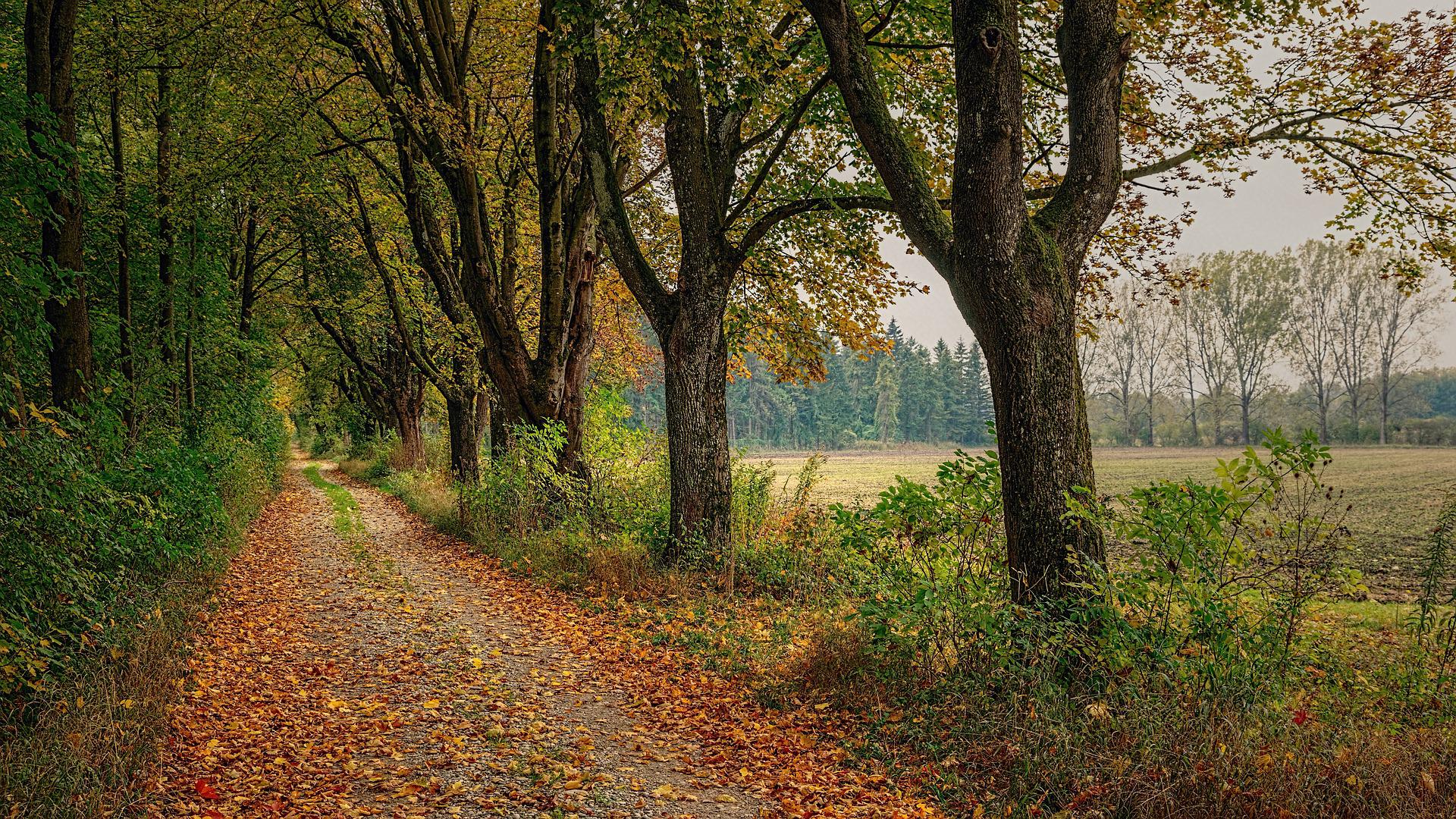 A path covered in fall leaves and surrounded by trees next to an open field