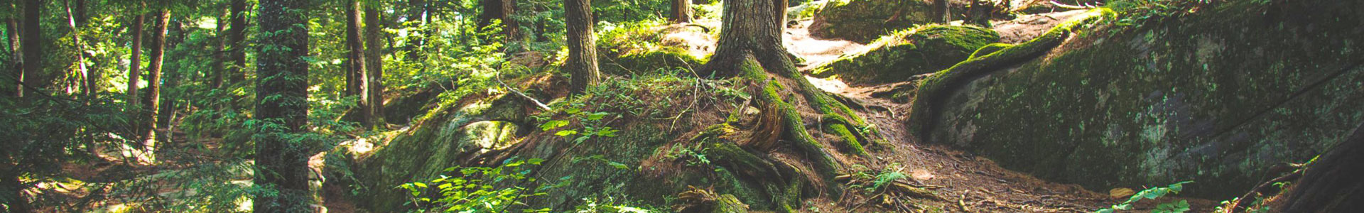 moss covered tree roots and large rocks