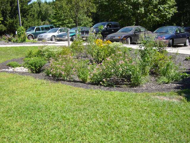 Rain garden next to a parking lot