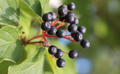 A closeup of a group of small dark berries attached to a plant