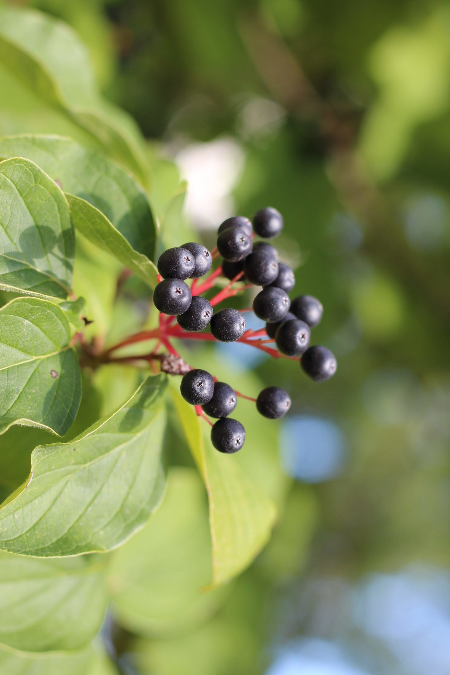 A closeup of a group of small dark berries attached to a plant