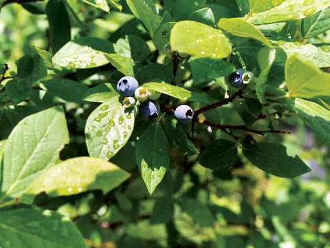 Closeup photo of blueberries on a bush