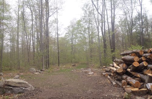 timber harvest site