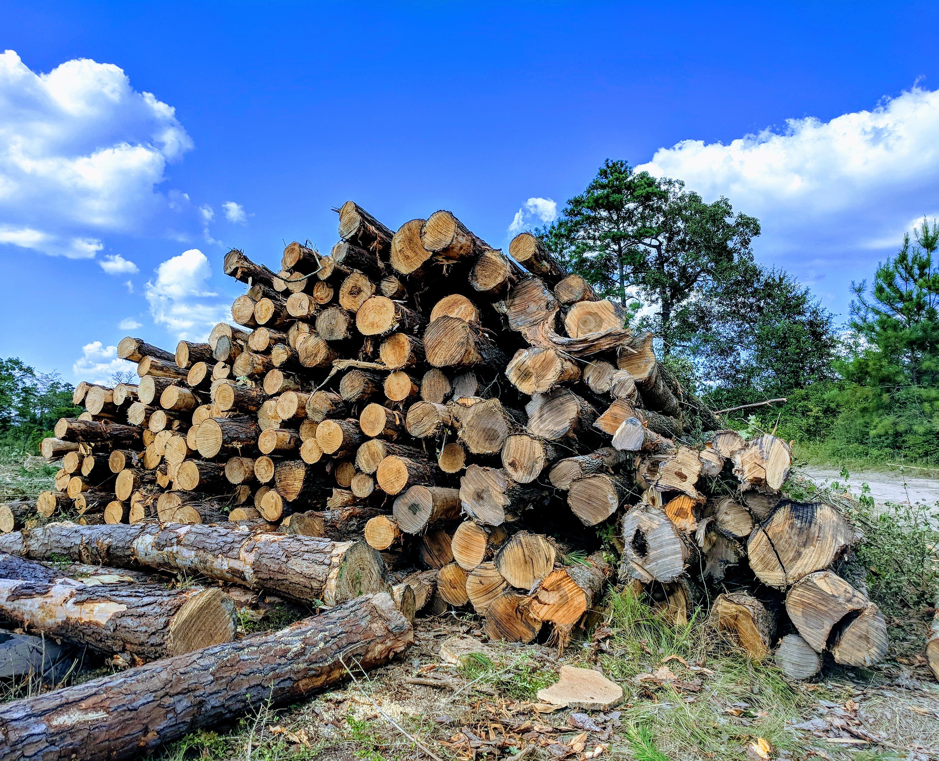 A stack of logs against a bright clear sky