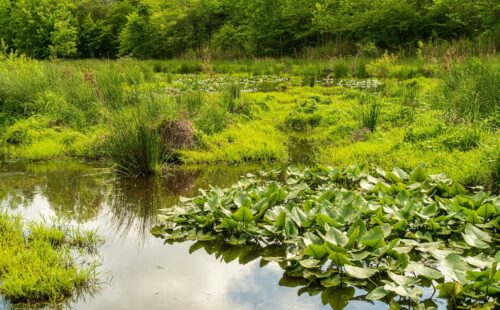 A wetland with lush vegetation and clouds reflected on the water's surface