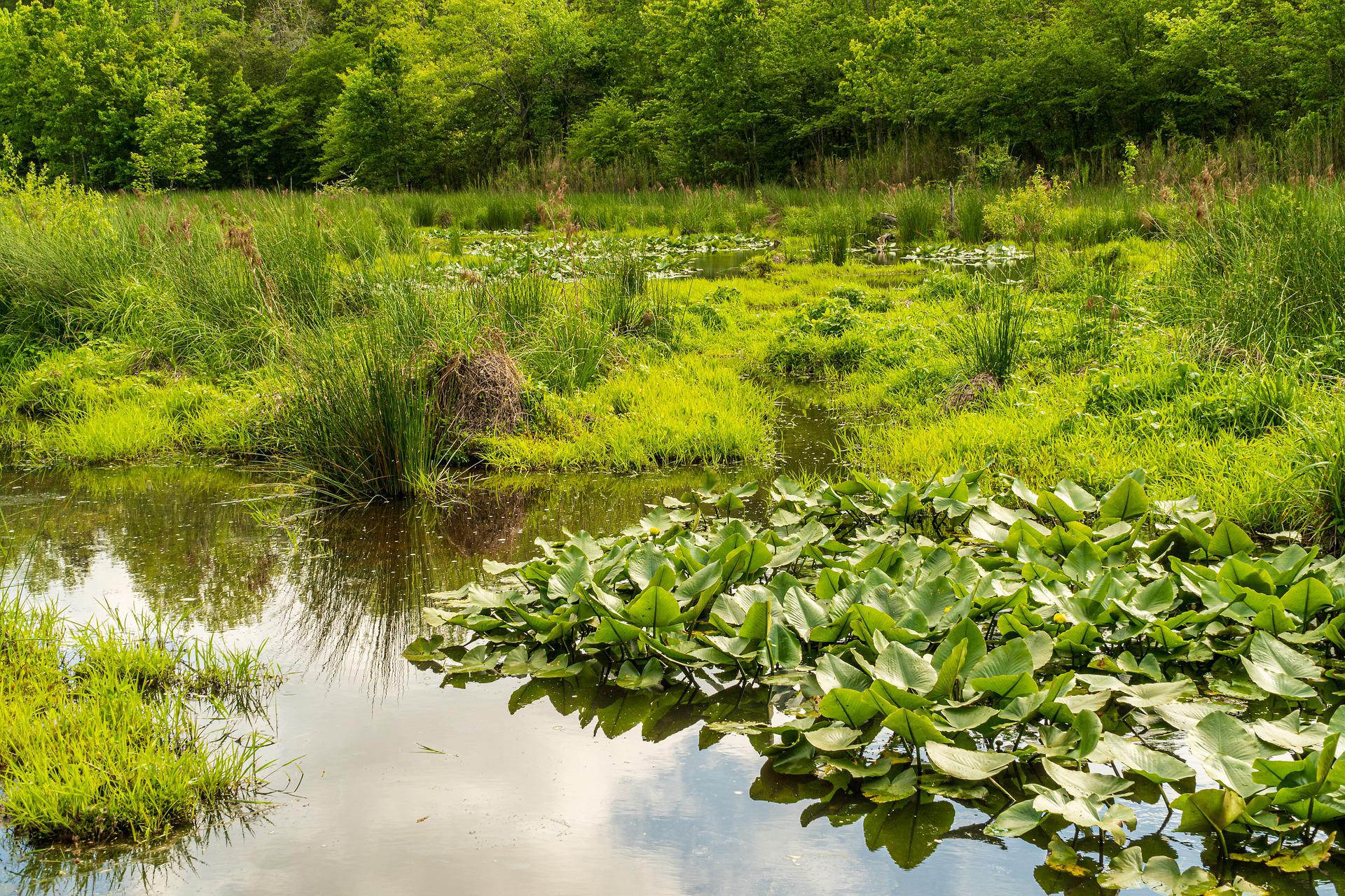 A wetland with lush vegetation and clouds reflected on the water's surface